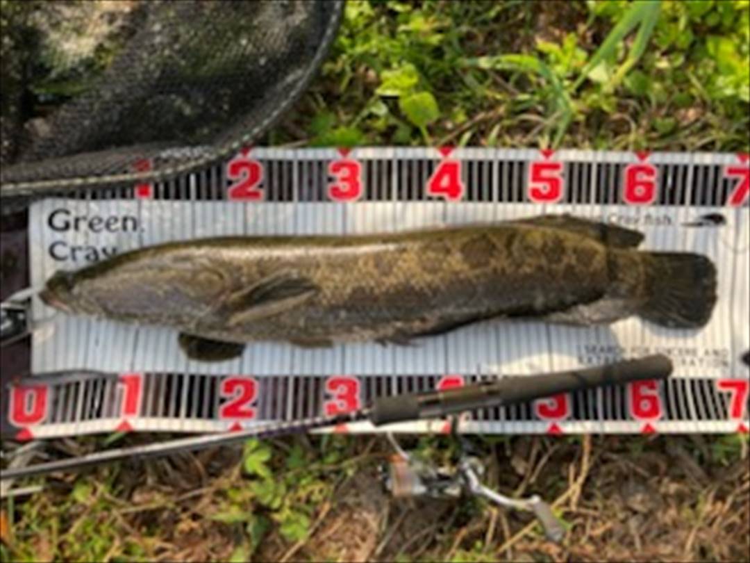 しょくん 様 ｶﾀｸﾁﾜｰﾑﾔﾊﾞｸﾈ4 5 株式会社issei 一誠